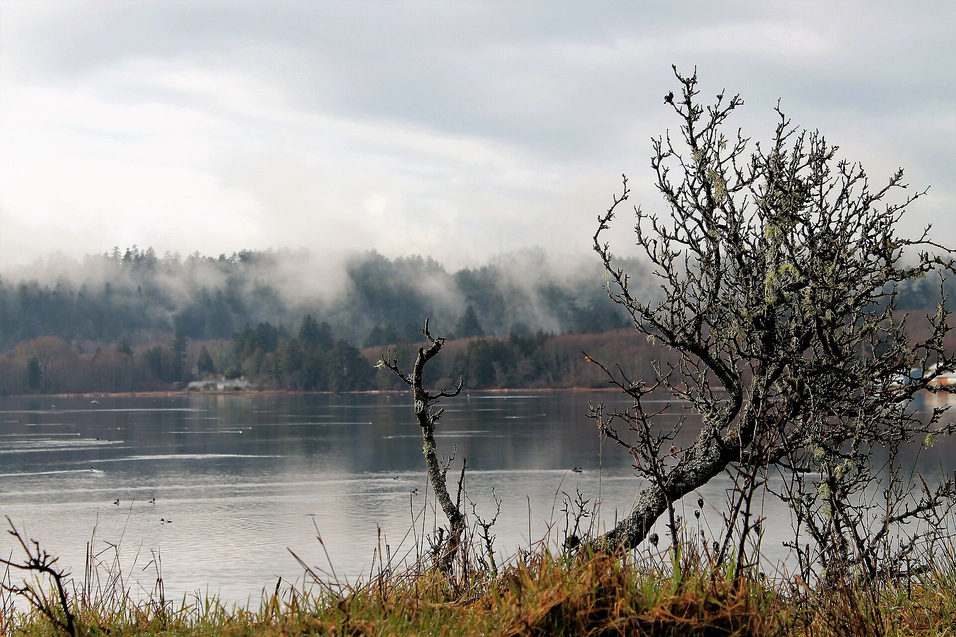 Esquimalt Lagoon Migratory Bird Sanctuary